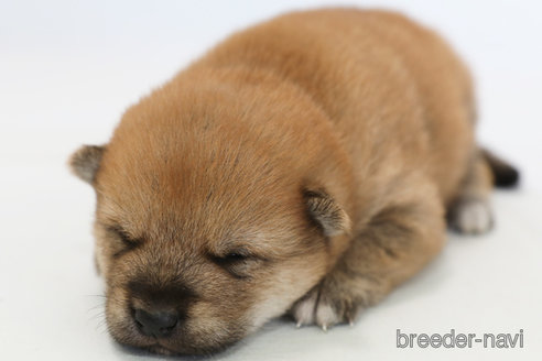 成約済の神奈川県の柴犬-342776の4枚目